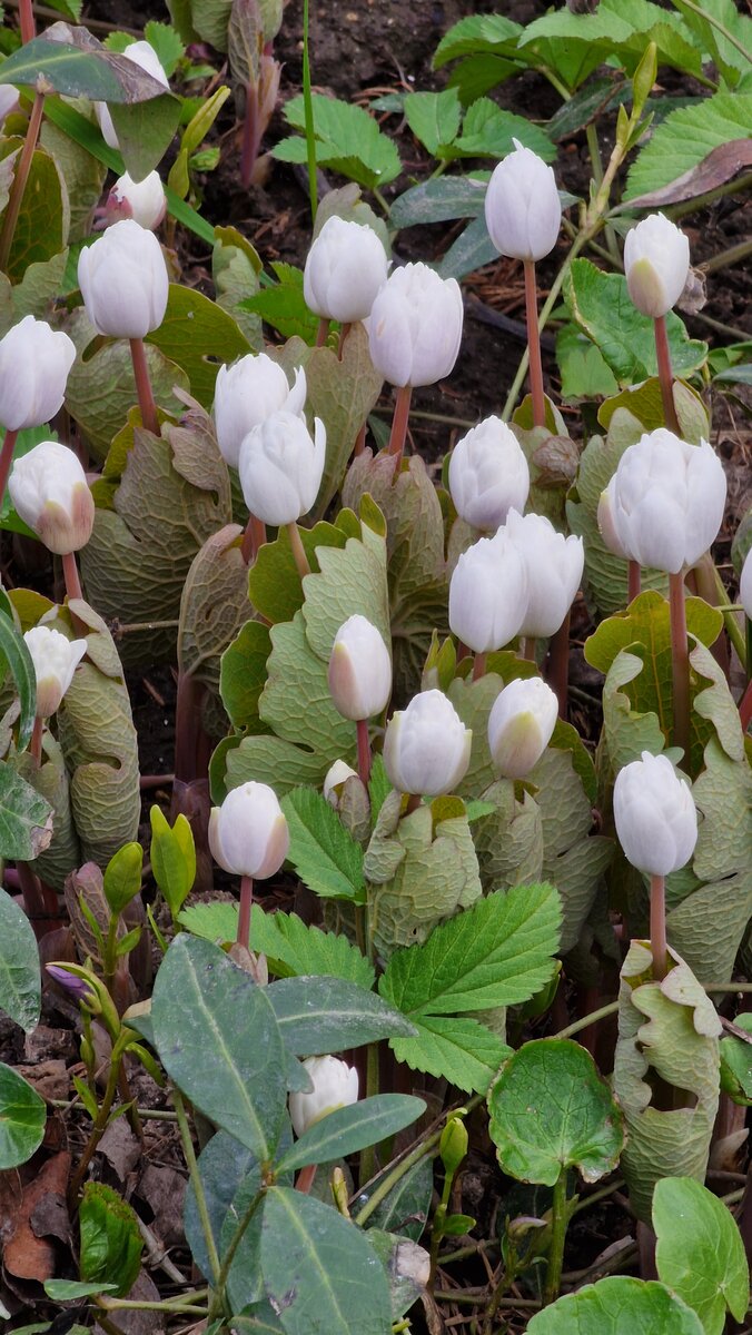 Перед цветение. Фото автора.