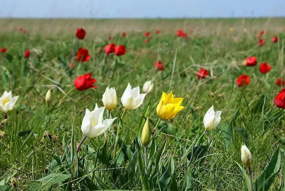 Весна в казахстане фото