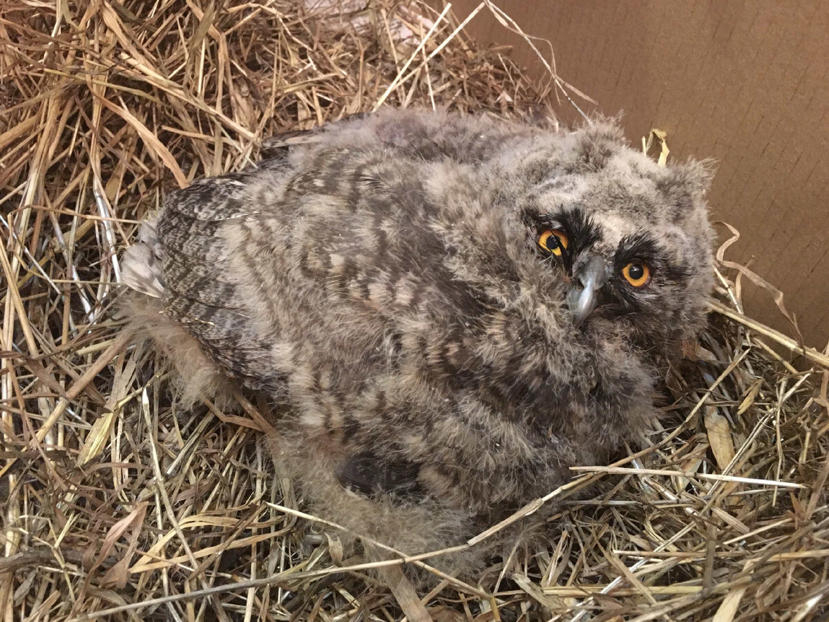 Младший птенец