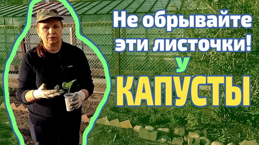 Высадка капусты. Что добавить в лунку. Как спасти от солнца и бабочек