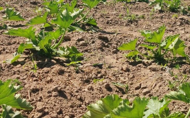    Союз органического земледелия внес предложения по улучшению сбыта фермерской продукции