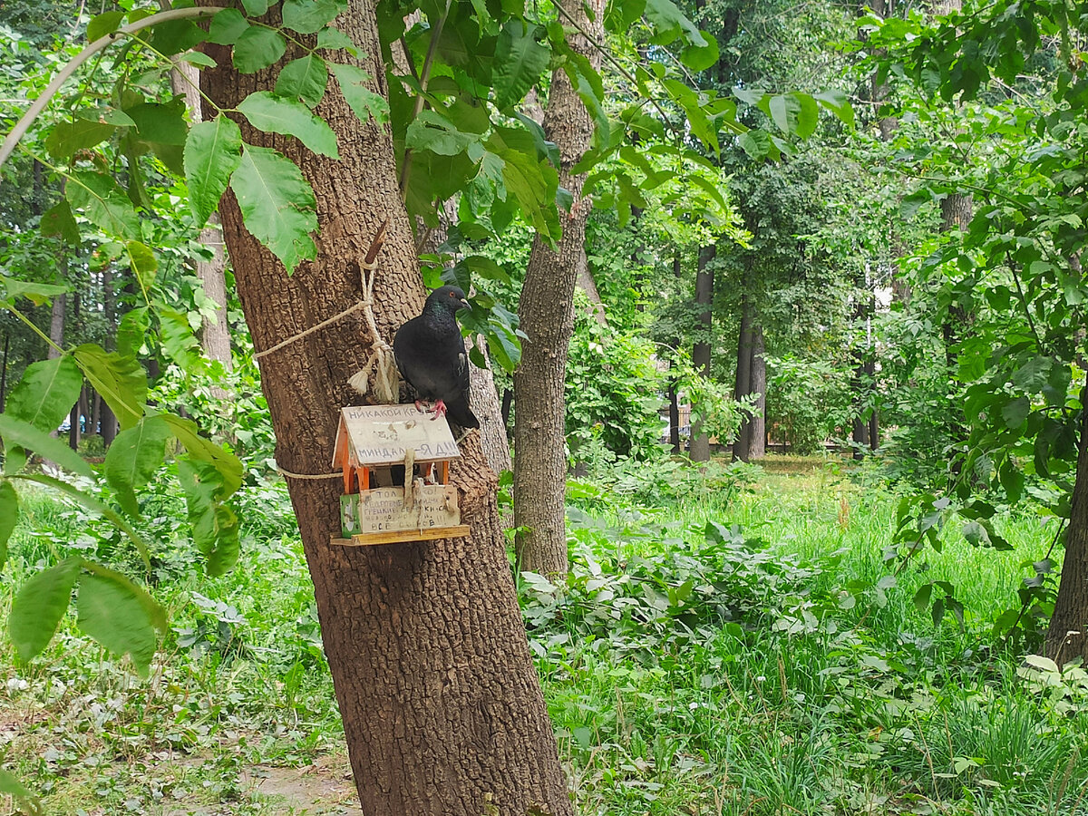 Голуби везде