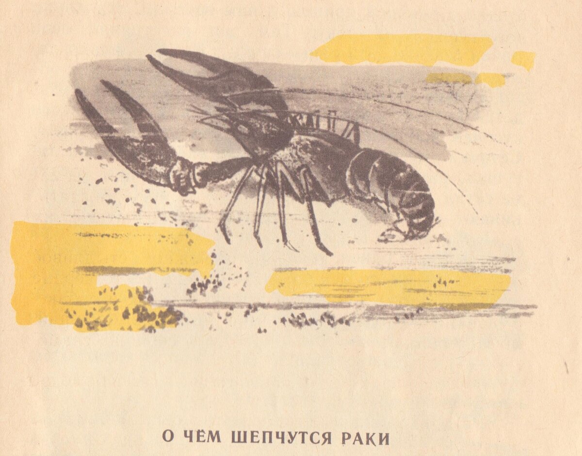 Пришвин о чем шепчутся раки текст. Бианки "гдезимуют раки". Рисунок. М. Рисунок.