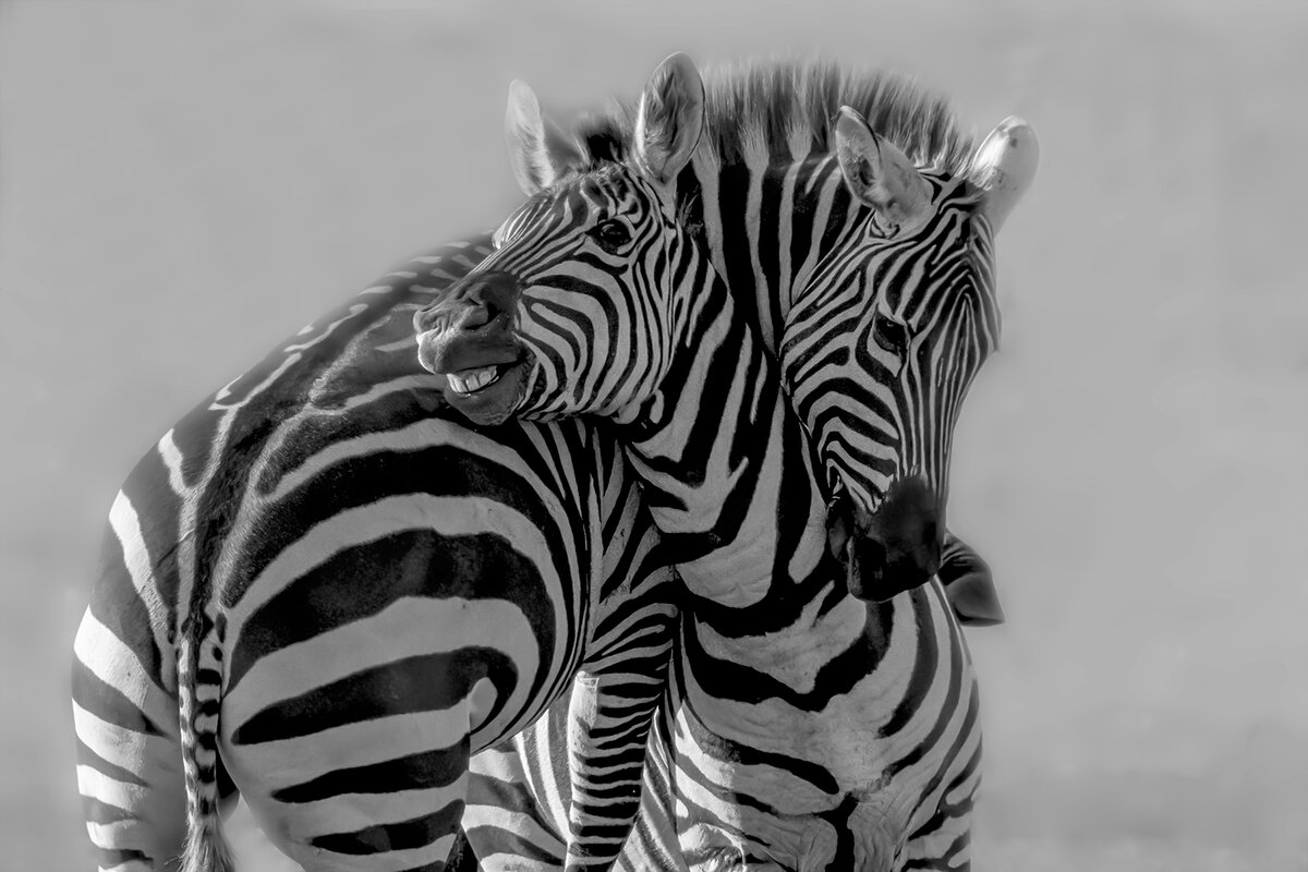 Changyin Cai (China), Zebra/Зебра, Eurasia Honorable Mention (Rutanika club)