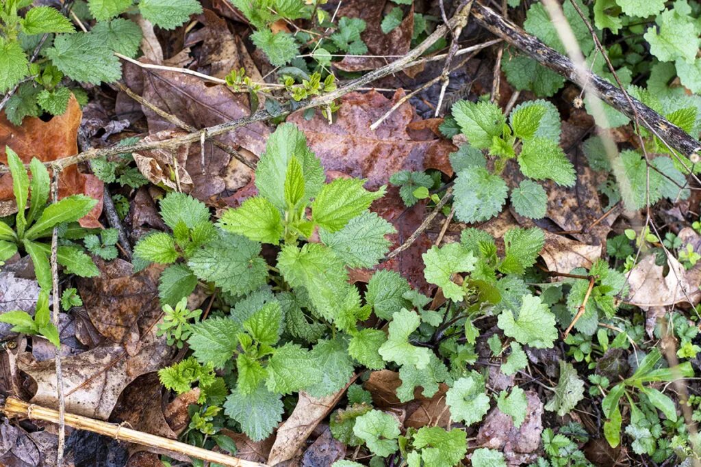 Травы в лесу