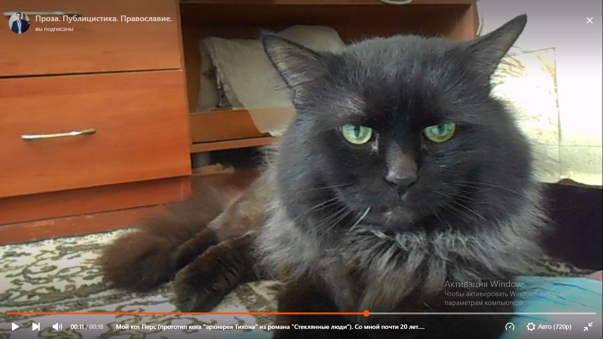 Мой Перс - полуперс.