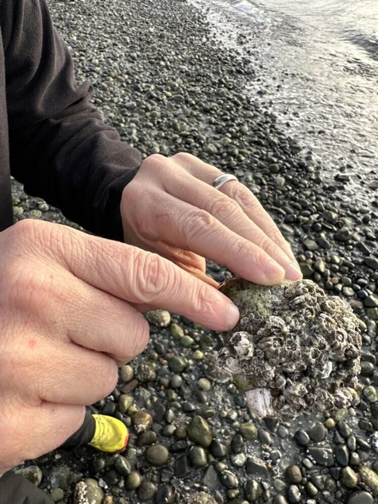 Источник: https://www.reddit.com/r/confusing_perspective/comments/10c5ylk/barnacles_on_rocks_on_beach