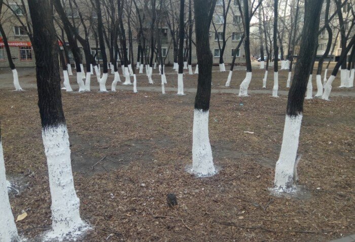Побелка деревьев в дождь. Побелка деревьев в городе. Белить деревья в парке. Побелка деревьев запрещена. Побелка деревьев в Екатеринбурге.