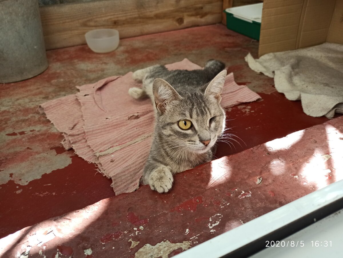 Буся за легла в окопе на балконе