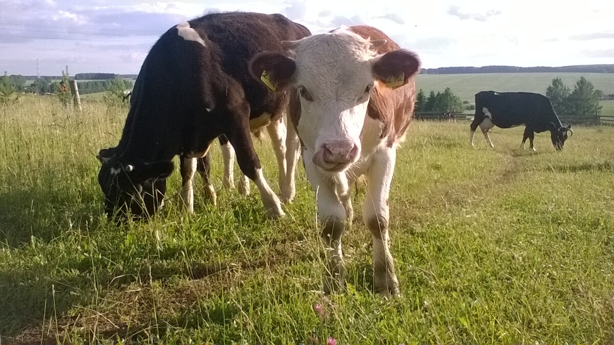 "Веня" 5 мес.