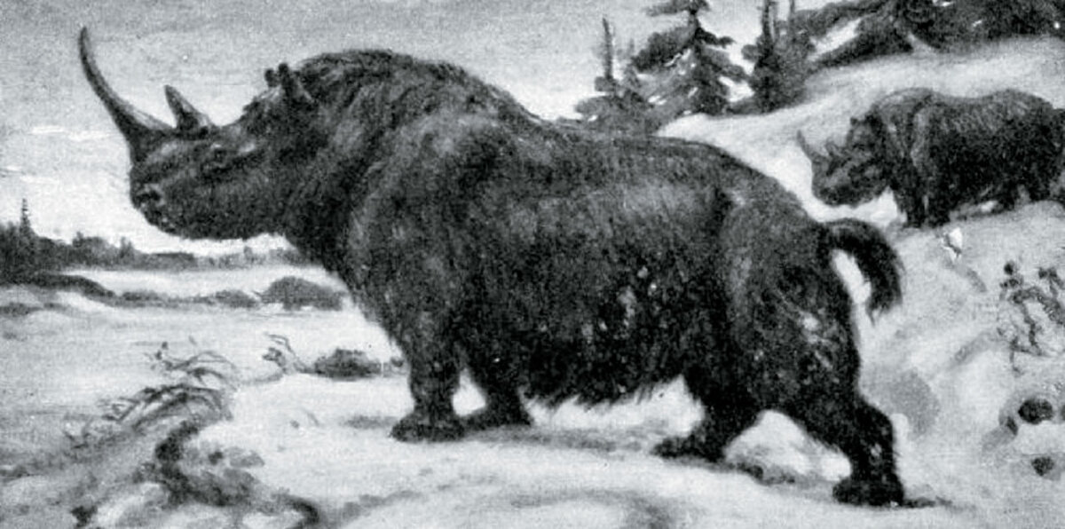 Шерстистый носорог (Coelodonta antiquitatis). Автор: Charles R. Knight, 1916