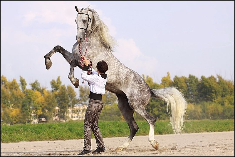 Знакомьтесь, Орловский рысак. 