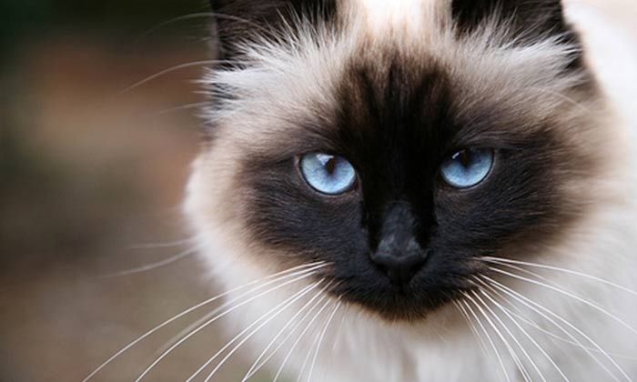 https://www.ourfriends4ever.com/birman-cat-personality/
