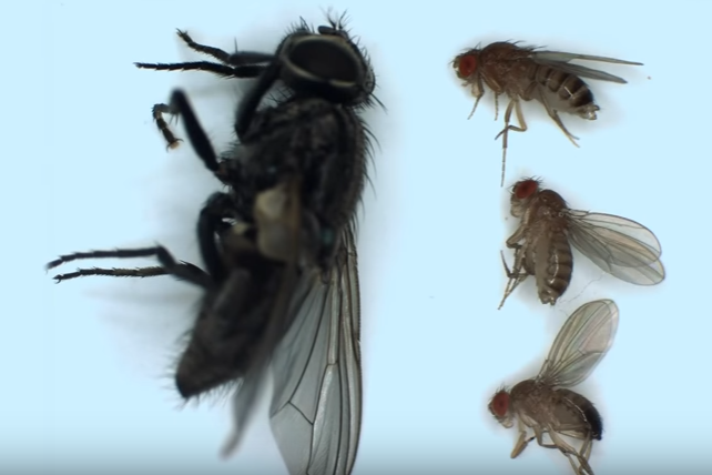 Мухи дрозофилы - излюбленный объект ученых для экспериментов 