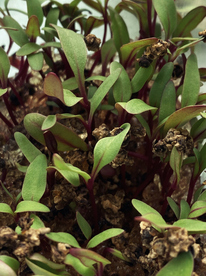 Ростки микрозелени «свекла» ( неделя после посадки) 