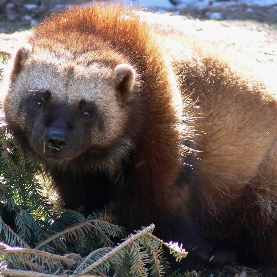 Фото взято из доступных источников яндекс фото и картинок 