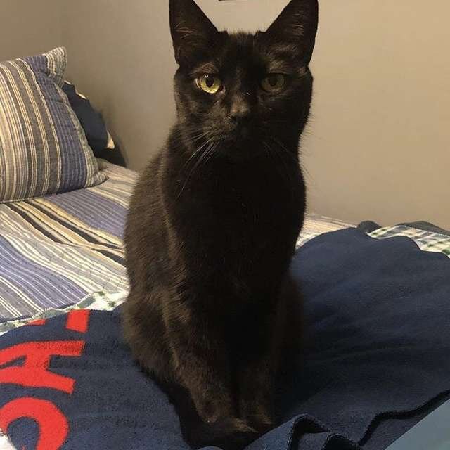 Кот по имени Зевс. Источник фото:  https://koteiki.com/kak-mne-tebya-ne-hvataet-posle-smerti-psa-kot-silno-zagrustil-no-odnazhdy-on-nashel-staryy-osheynik-druga/amp/