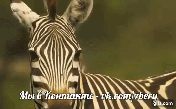 Крокодил и Зебра