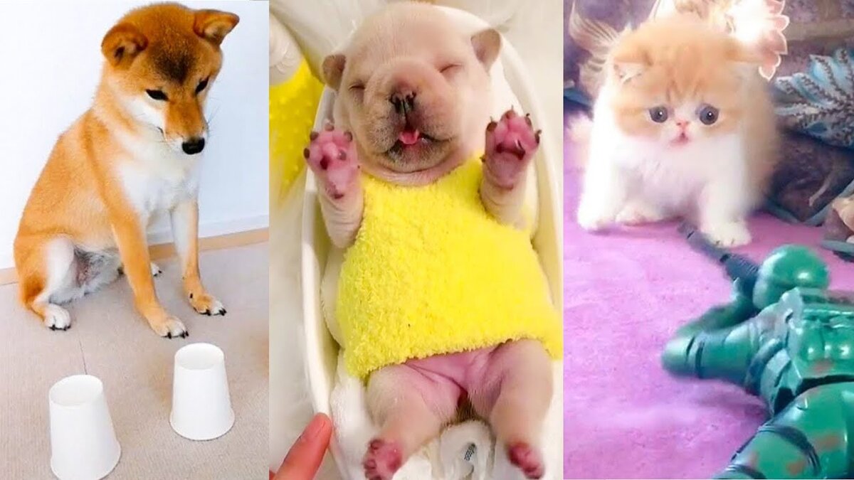 На нашем канале регулярно выходят подборки: смешные собаки, приколы с собаками, смешные коты и кошки, 
приколы с котами и кошками, а так-же топовые подборки смешных приколов с другими животными.
Ставьте лайки, подписывайтесь на канал, пишите комментарии и делитесь с друзьями...
Всем приятного просмотра!