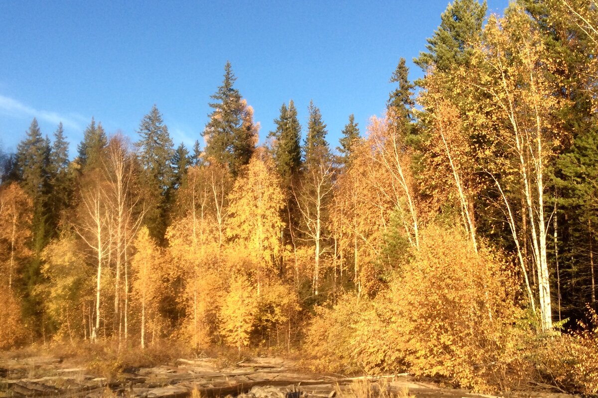 Ангарский берег