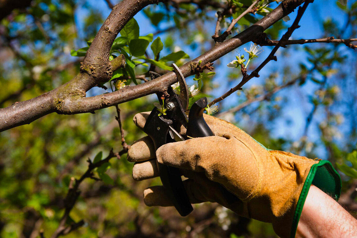 Как заставить плодоносить любое дерево: рабочий метод.