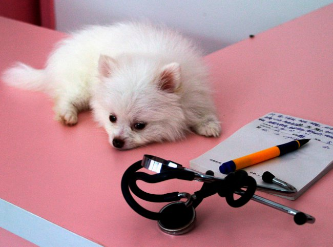 Фото: zooshef.ru 