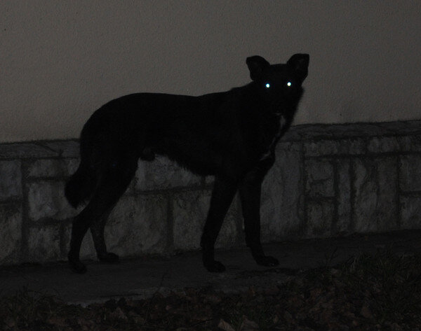 Произошла эта странная история в славном городе Брянске 8.09.2020 (фото из сети)