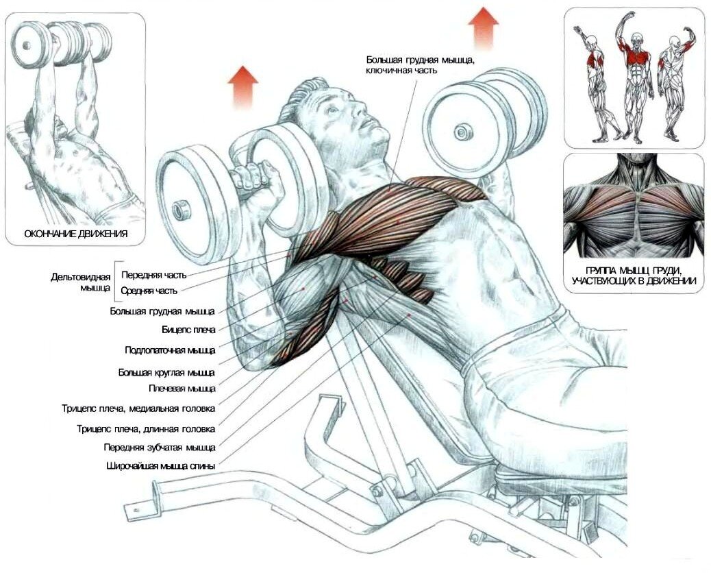 прокачка всей груди в домашних условиях фото 56