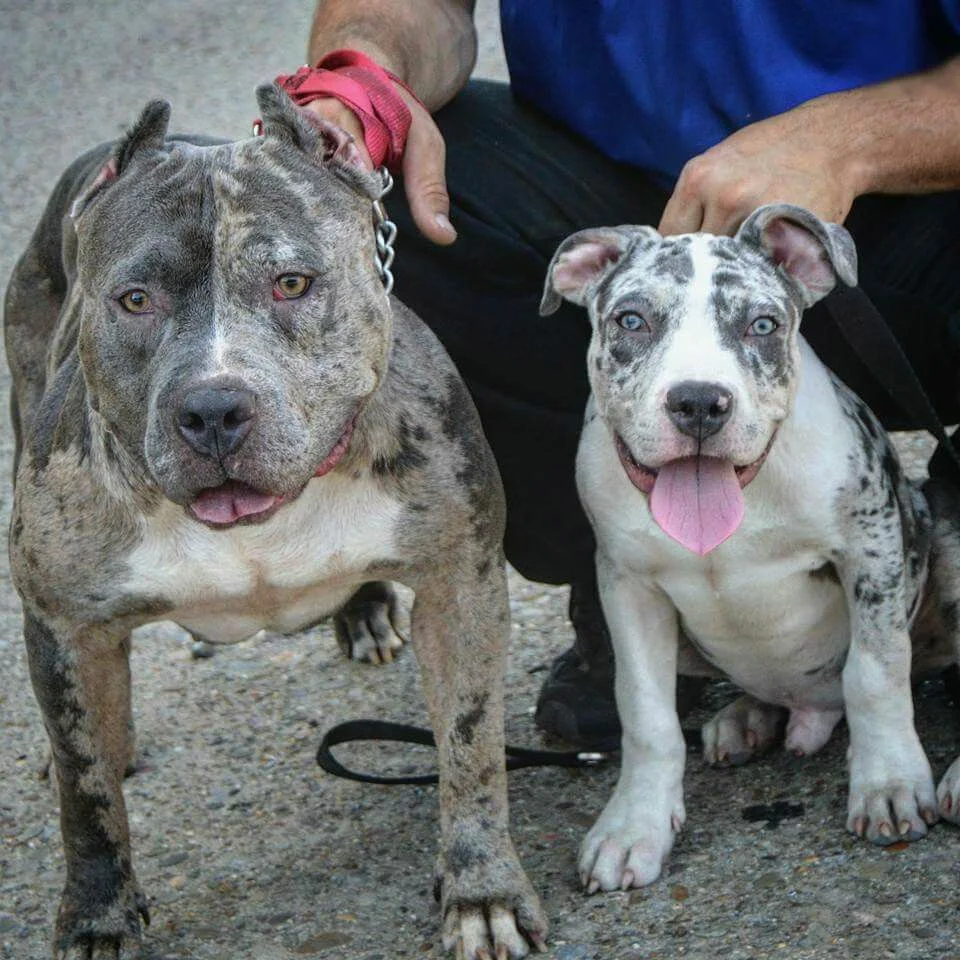 Собака питбуль окраса мерль