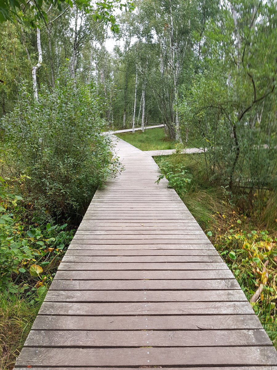 датской школы дзен