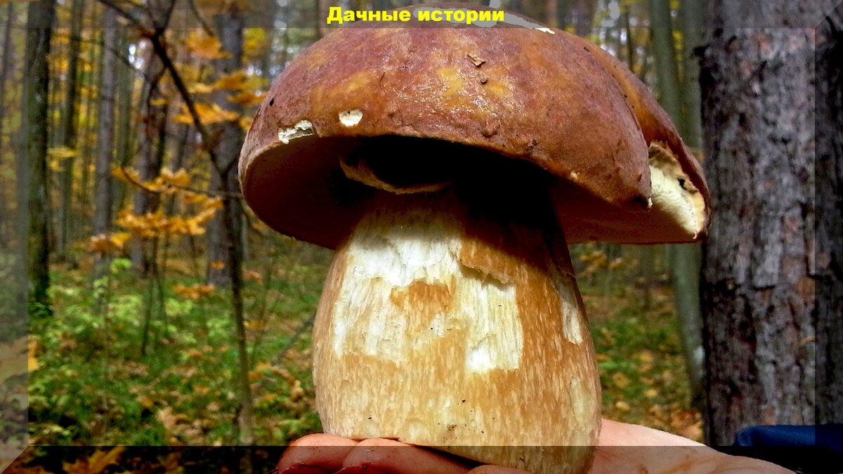 https://vk.com/photo-159774511_457244286