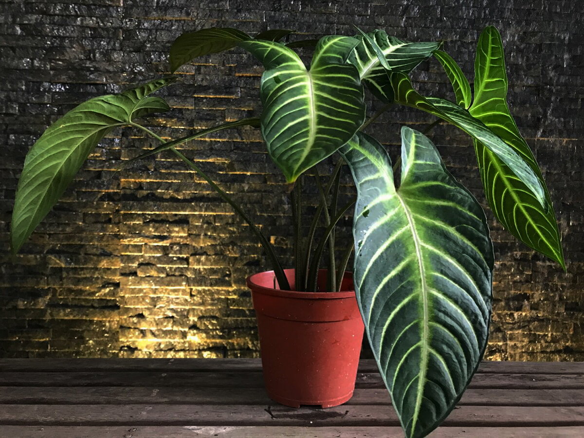 Алоказия. Фото из открытых источников