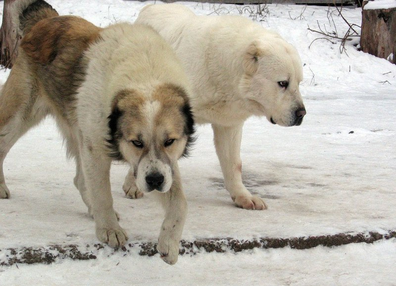 Из Wikimedia Commons, бесплатного хранилища мультимедиа.