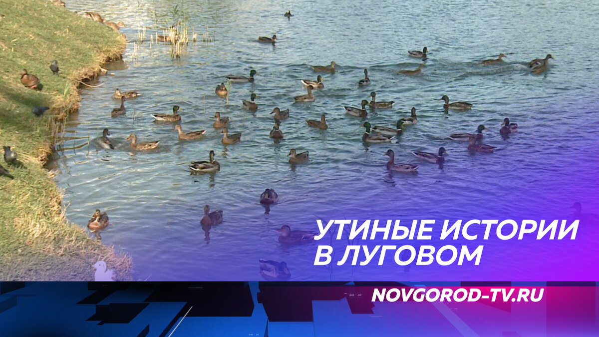 В парке «Луговой» появились специальные домики на воде для уток | Новгород-ТВ.ру  (Новгородское ТВ) | Дзен