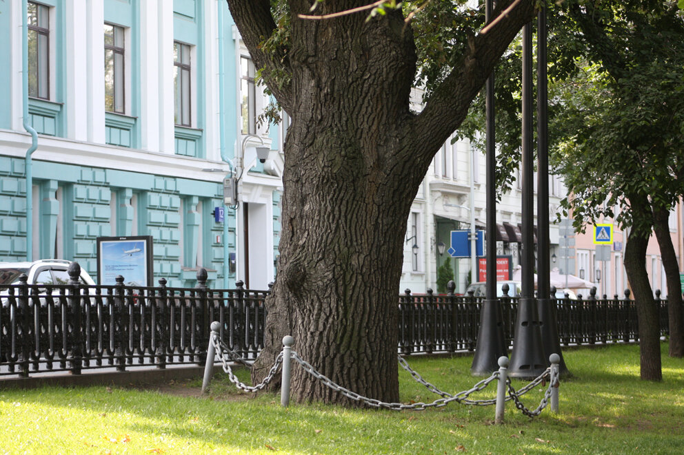 Дубы в москве