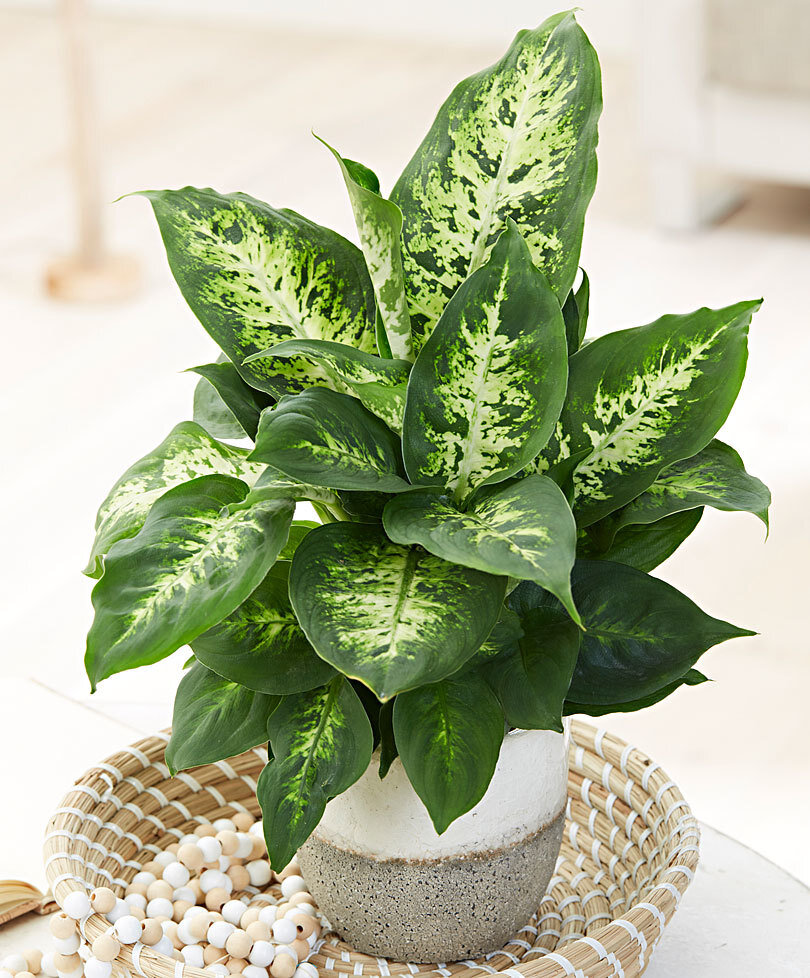 plants indoor dieffenbachia freckle face office in 2020 Plants, Variegated plant