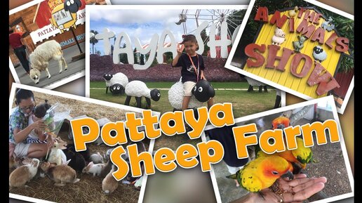 Pattaya Sheep Farm - интересное место для семейного отдыха в Паттайе. Видео обзор