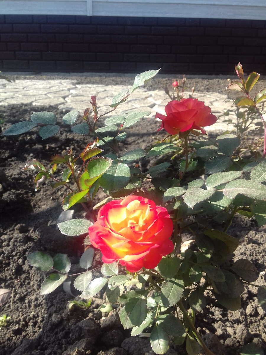 Моя "первогодка"