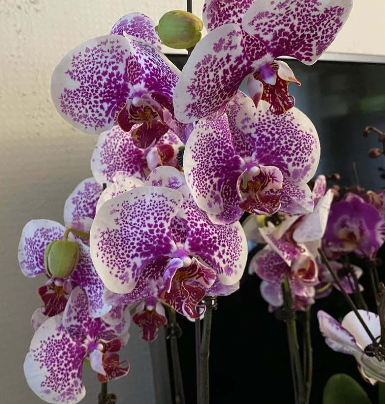 Наши Орхидеи