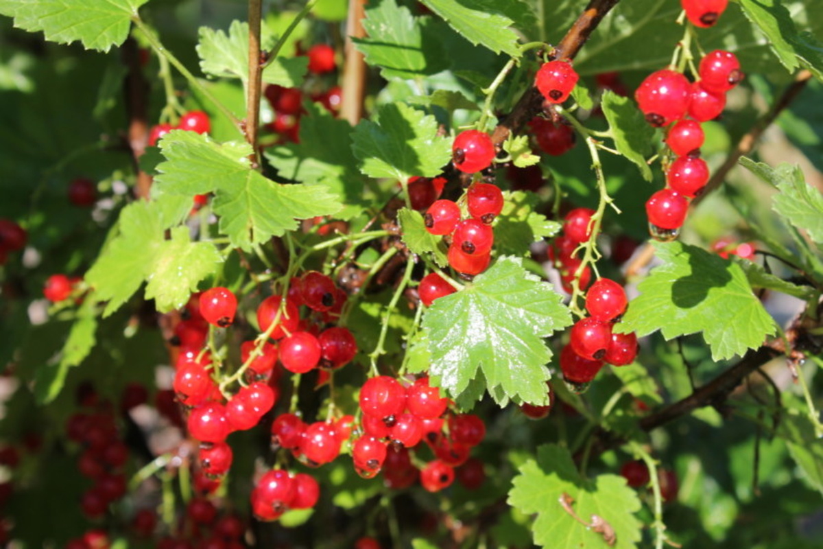 Красная смородина.