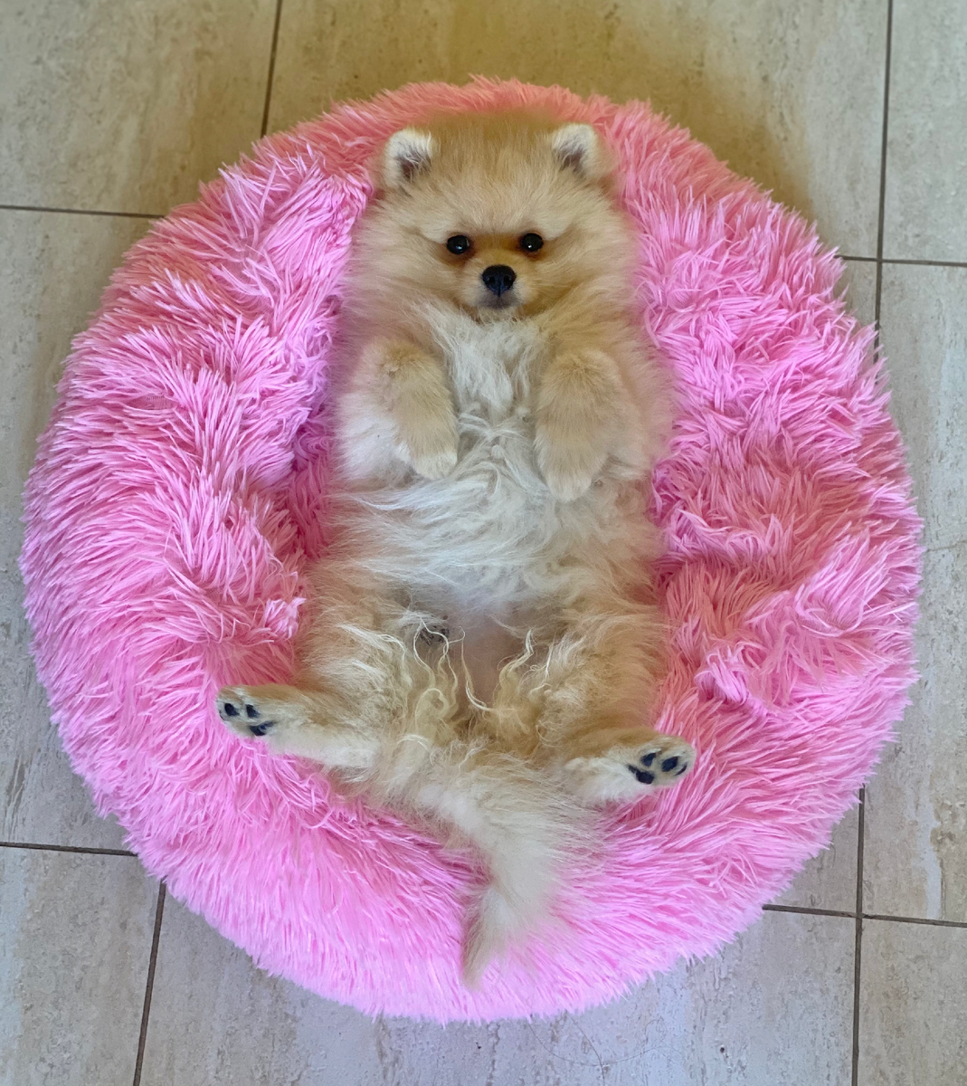 Лежанка Бонни приглянулась!)