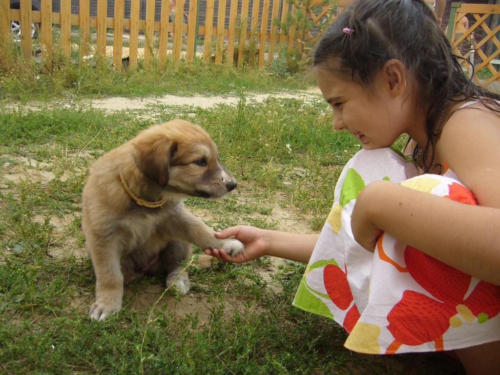 Меньших. Друзья наши меньшие. Животные наши меньшие друзья. Братья меньшие. Забота о братьях наших меньших.