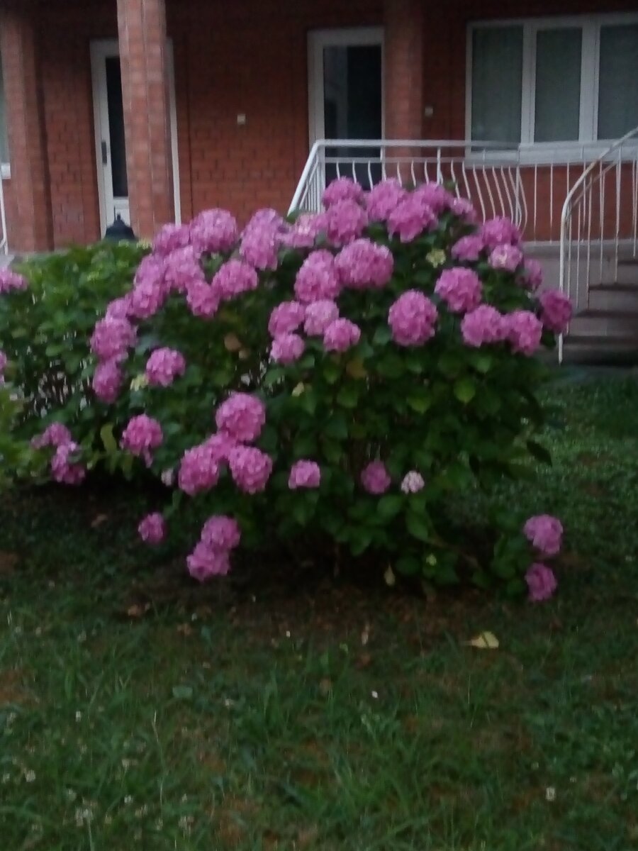 Воспоминания о лете