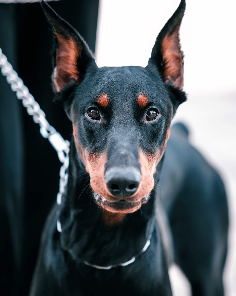 https://instagram.com/graf.the.dobermann?igshid=mn264tynmi1k