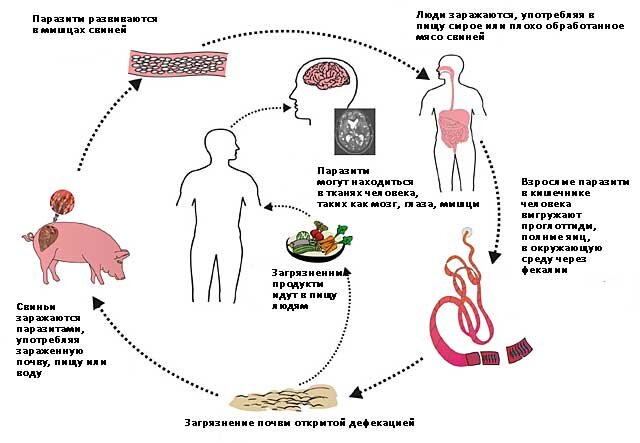 Цикл развития свиного цепня схема