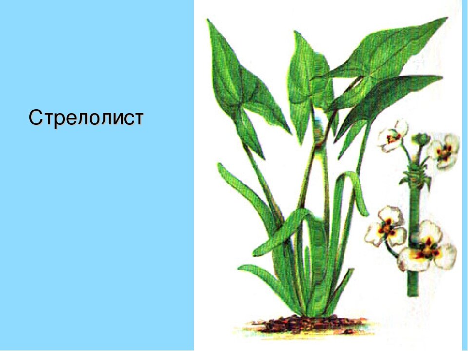 Рассмотрите рисунок стрелолиста обыкновенного