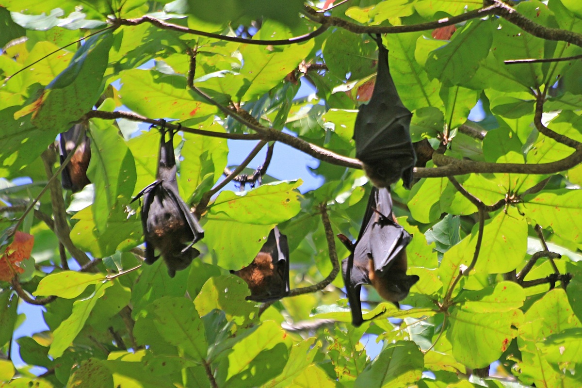 Летучие лисицы.