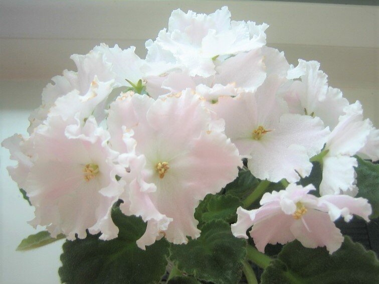 Болезни фиалок