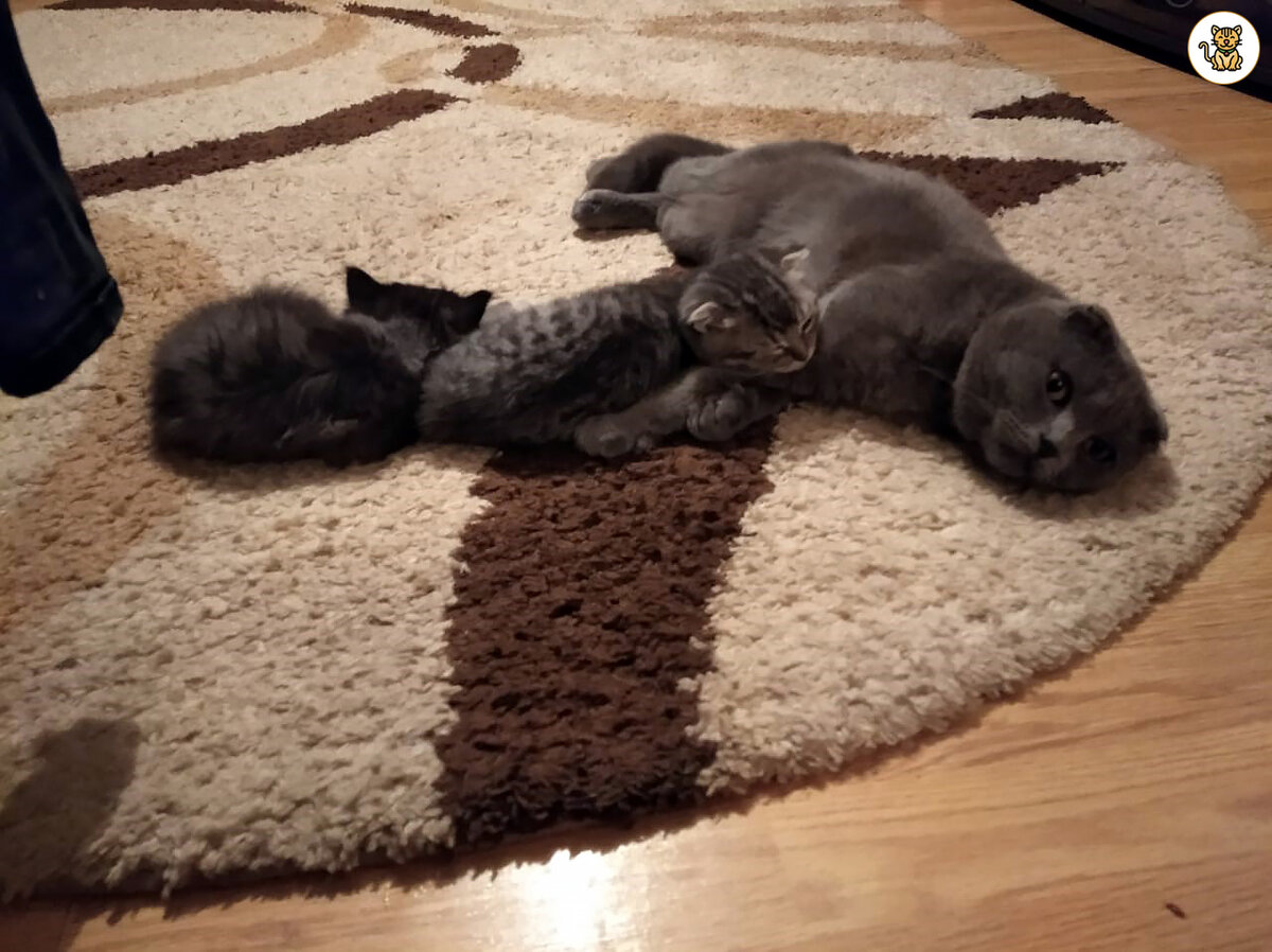 Борис и малыши