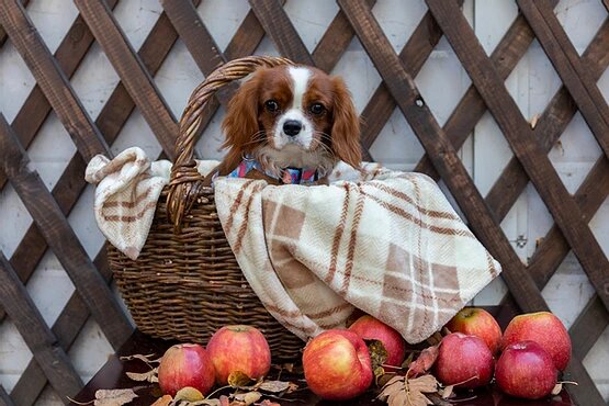 Кавалер Кинг Чарльз спаниель